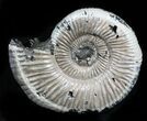 Iridescent Binatishinctes Ammonite Fossil - Russia #34592-1